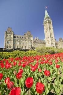 photo of Tulips