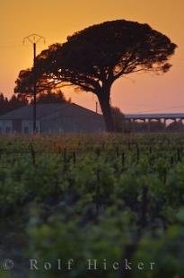 photo of Umbrella Tree Colorful Sunset Provence Village