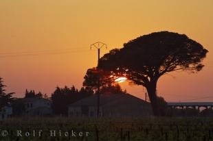 photo of Umbrella Tree Sunset Village Vineyard Provence