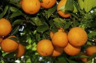 photo of Valencia Oranges Spain