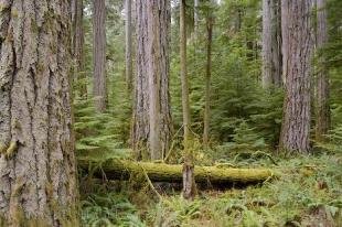 photo of Vancouver Island Forest