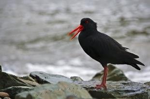 photo of Variable Oystercatcher Ocean Bay Port Underwood South Island New Zealand