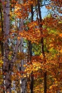 photo of Vibrant Fall Forest Algonquin Provincial Park Ontario