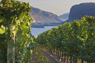 photo of Scenic Vineyard Grapevines Lake View
