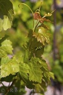photo of Vineyard Martigny Switzerland