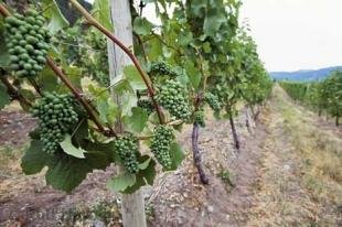 photo of Vineyard Grapes