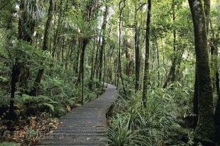 photo of Waipoua Forest Trees NZ