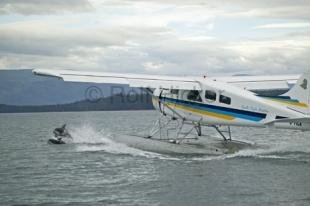 photo of Wake Surfing Dolphins