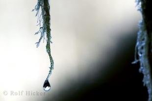 photo of water droplets