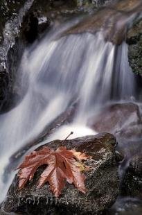photo of Waterfall And Fall Leaf Picture