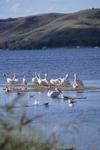 photo of waterfowl