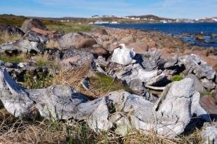 photo of Whale Bones Beach Trail Red Bay Southern Labrador