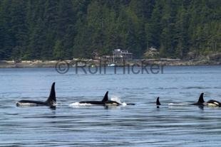 photo of Whale Orca Lab