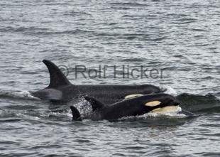 photo of Whale Watching British Columbia Orcas