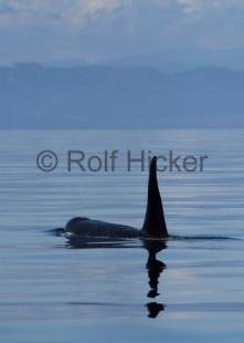 photo of Whale watching british Columbia Orca Male