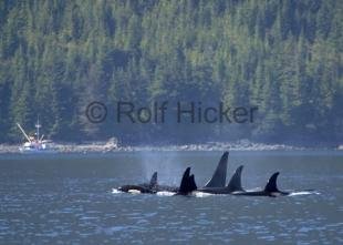 photo of Whale Watching Port Hardy