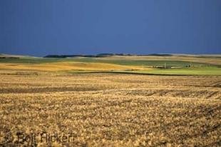 photo of Wheat Field