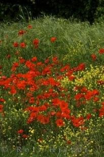 photo of Wild Poppy Field Picture Provence France