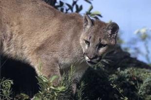 photo of Wild Cougars