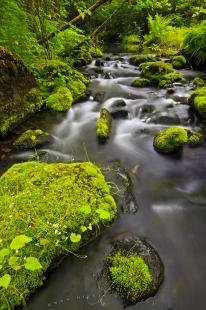 photo of Wilderness Creek Northern Vancouver Island