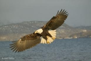 photo of Wildlife Pictures Bald Eagle In Flight