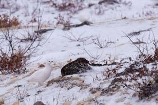 photo of Willow Ptarmigan Bird Picture