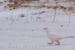 photo of Winter Willow Ptarmigan Picture