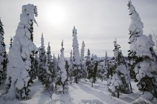 photo of Winter Trees