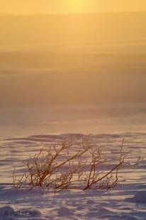 photo of Snow Covered Willows Winter Sunset