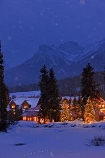 photo of Wintry Snow Covered Night Scene Illuminated Trees