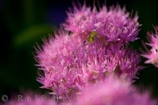 photo of Witchs Moneybags Flower Picture