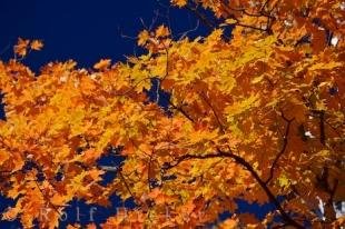 photo of Yellow Leaves Autumn Season