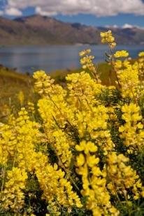 photo of Yellow Lupine Bush NZ