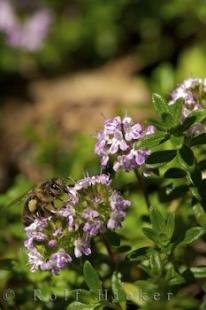 photo of Thyme Provence