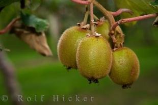photo of Zespri Green Kiwifruit Te Puke Bay Of Plenty New Zealand