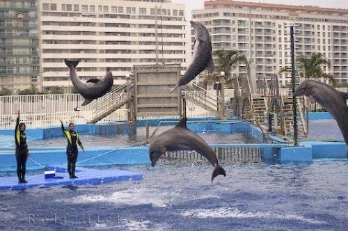Photo: 
Acrobatic Dolphins