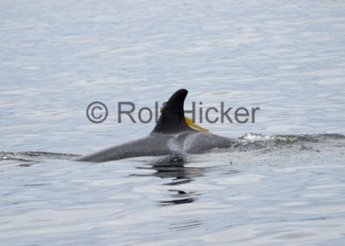 Photo: 
orca whale