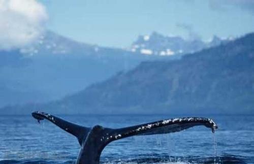 Photo: 
Alaska Whales