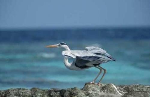 Photo: 
great blue heron