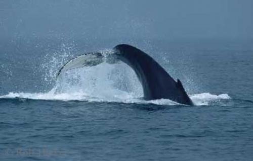 Photo: 
humpback whales ad 22458n