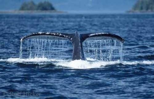 Photo: 
Humpback Whale Tail Dripping Water