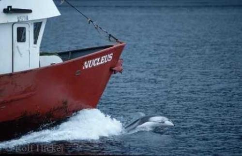 Photo: 
delfin fotos