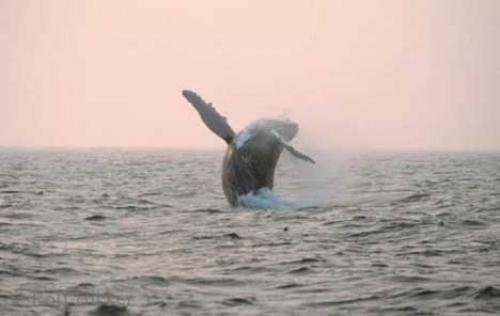 Photo: 
breaching humpback whale