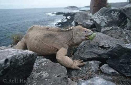 Photo: 
Iguana Picture