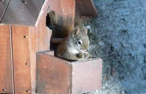 Photo: 
Cute Squirrel Pictures