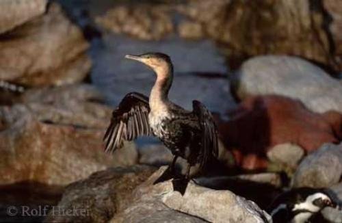 Photo: 
cormorant