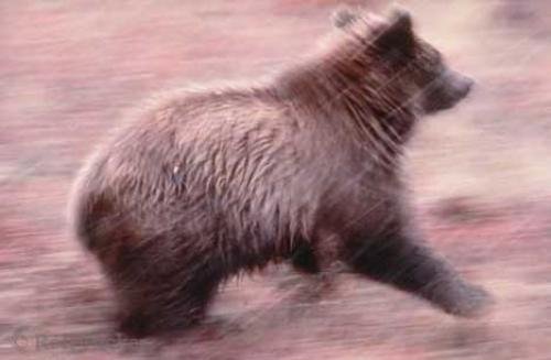 Photo: 
Grizzly Bear Running