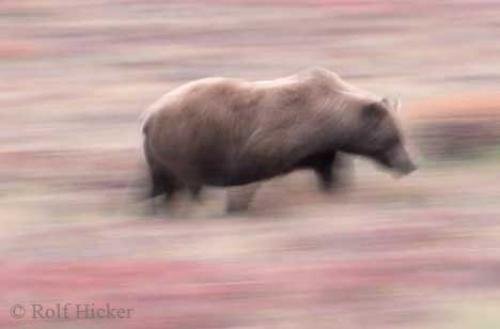 Photo: 
Alaska Bear Viewing