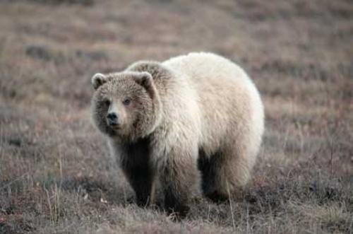 Photo: 
ursus arctos horribilis Inland Grizzly Bear