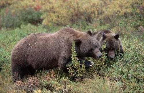 Photo: 
Grizzly Bear Image